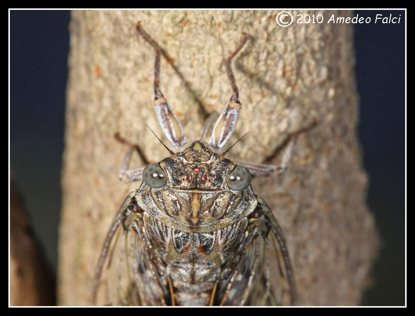 Cicadidae siciliano da ID.....Cicada orni